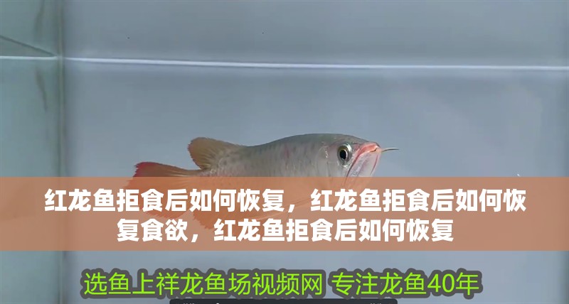 紅龍魚拒食后如何恢復(fù)，紅龍魚拒食后如何恢復(fù)食欲，紅龍魚拒食后如何恢復(fù)