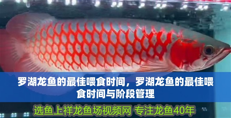 羅湖龍魚的最佳喂食時間，羅湖龍魚的最佳喂食時間與階段管理