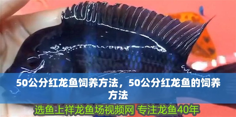 50公分紅龍魚飼養(yǎng)方法，50公分紅龍魚的飼養(yǎng)方法