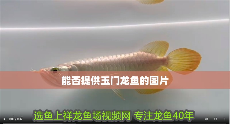 能否提供玉門龍魚的圖片