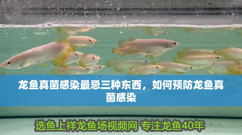 龍魚真菌感染最忌三種東西，如何預防龍魚真菌感染
