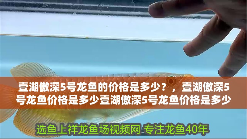 壹湖傲深5號龍魚的價格是多少？，壹湖傲深5號龍魚價格是多少壹湖傲深5號龍魚價格是多少