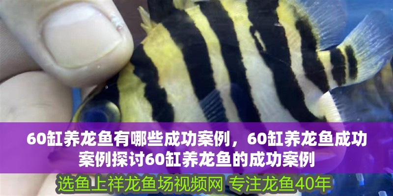 60缸養(yǎng)龍魚有哪些成功案例，60缸養(yǎng)龍魚成功案例探討60缸養(yǎng)龍魚的成功案例