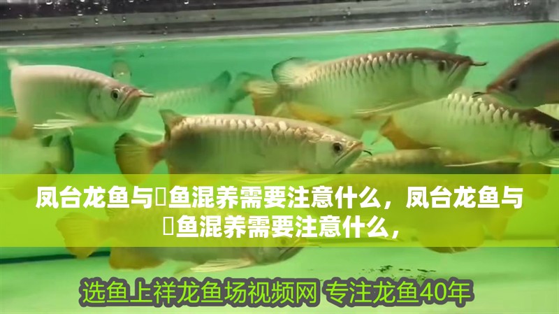 鳳臺(tái)龍魚與魟魚混養(yǎng)需要注意什么，鳳臺(tái)龍魚與魟魚混養(yǎng)需要注意什么，