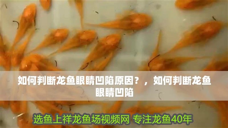 如何判斷龍魚眼睛凹陷原因？，如何判斷龍魚眼睛凹陷