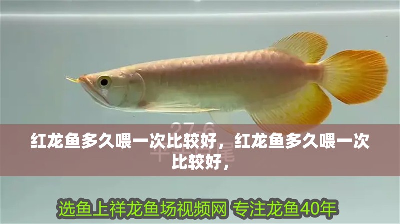 紅龍魚多久喂一次比較好，紅龍魚多久喂一次比較好，