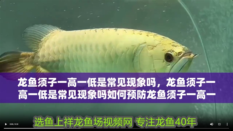 龍魚須子一高一低是常見現象嗎，龍魚須子一高一低是常見現象嗎如何預防龍魚須子一高一低