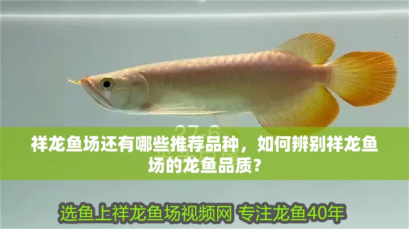 祥龍魚場還有哪些推薦品種，如何辨別祥龍魚場的龍魚品質？