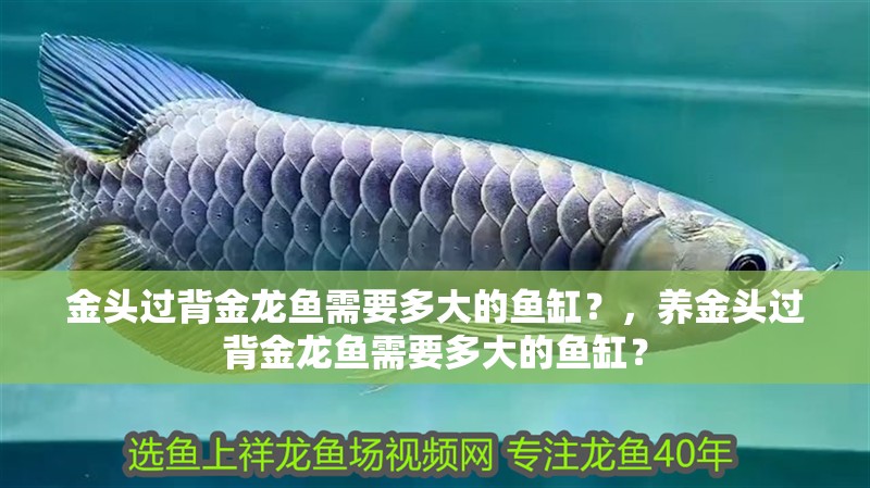 金頭過背金龍魚需要多大的魚缸？，養金頭過背金龍魚需要多大的魚缸？