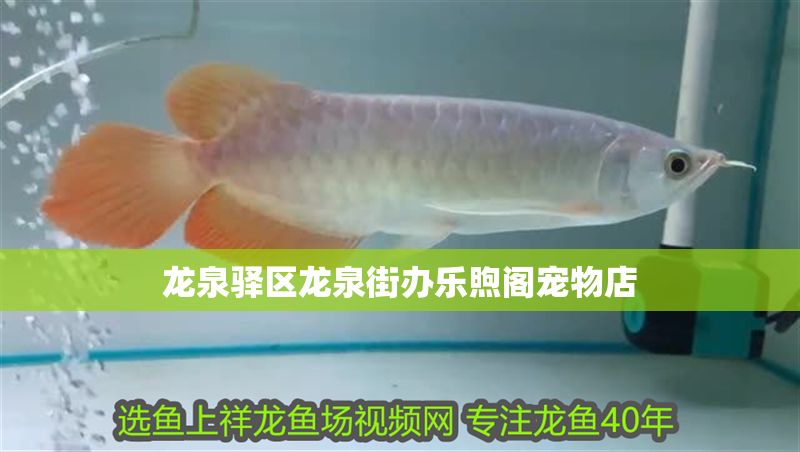 龍泉驛區龍泉街辦樂煦閣寵物店