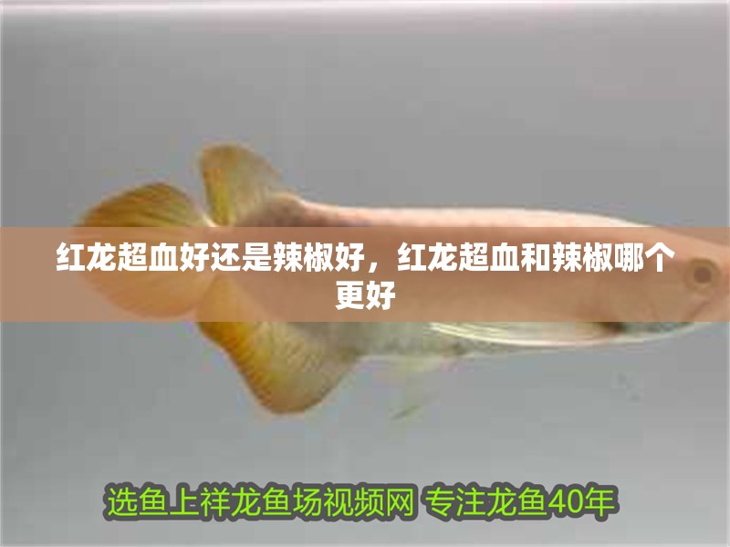 紅龍超血好還是辣椒好，紅龍超血和辣椒哪個更好