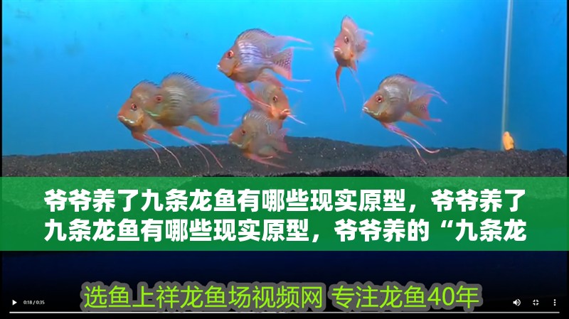 爺爺養了九條龍魚有哪些現實原型，爺爺養了九條龍魚有哪些現實原型，爺爺養的“九條龍魚”
