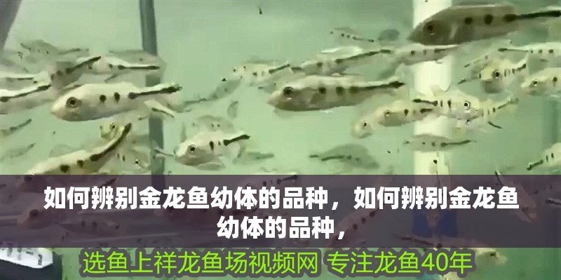 如何辨別金龍魚幼體的品種，如何辨別金龍魚幼體的品種，
