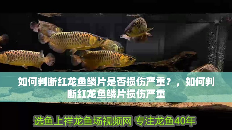 如何判斷紅龍魚鱗片是否損傷嚴重？，如何判斷紅龍魚鱗片損傷嚴重
