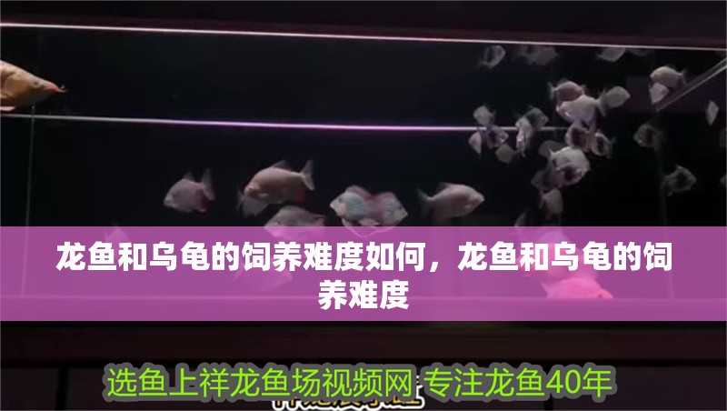 龍魚和烏龜?shù)娘曫B(yǎng)難度如何，龍魚和烏龜?shù)娘曫B(yǎng)難度