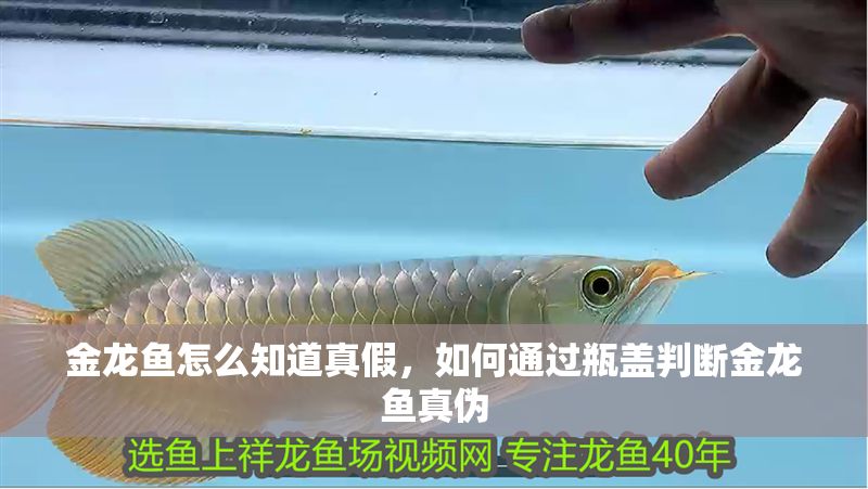 金龍魚怎么知道真假，如何通過瓶蓋判斷金龍魚真偽
