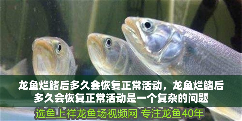龍魚爛鰭后多久會恢復(fù)正常活動，龍魚爛鰭后多久會恢復(fù)正常活動是一個復(fù)雜的問題