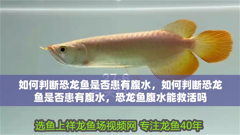 如何判斷恐龍魚是否患有腹水，如何判斷恐龍魚是否患有腹水，恐龍魚腹水能救活嗎