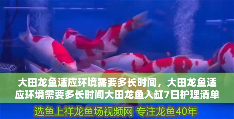 大田龍魚適應(yīng)環(huán)境需要多長時(shí)間，大田龍魚適應(yīng)環(huán)境需要多長時(shí)間大田龍魚入缸7日護(hù)理清單
