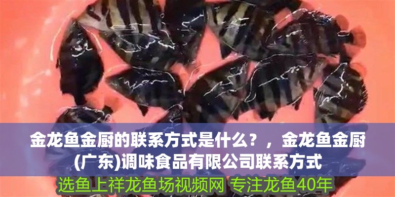 金龍魚金廚的聯(lián)系方式是什么？，金龍魚金廚(廣東)調(diào)味食品有限公司聯(lián)系方式