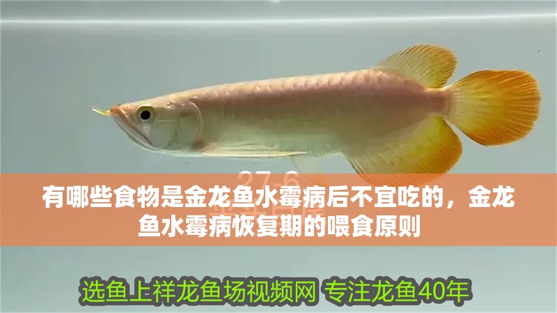 有哪些食物是金龍魚水霉病后不宜吃的，金龍魚水霉病恢復期的喂食原則