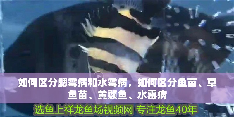 如何區分鰓霉病和水霉病，如何區分魚苗、草魚苗、黃顙魚、水霉病