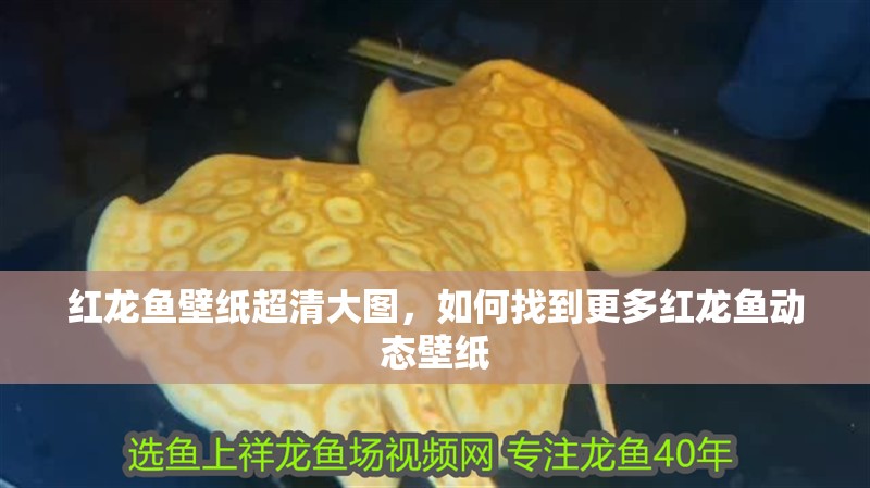 紅龍魚(yú)壁紙超清大圖，如何找到更多紅龍魚(yú)動(dòng)態(tài)壁紙
