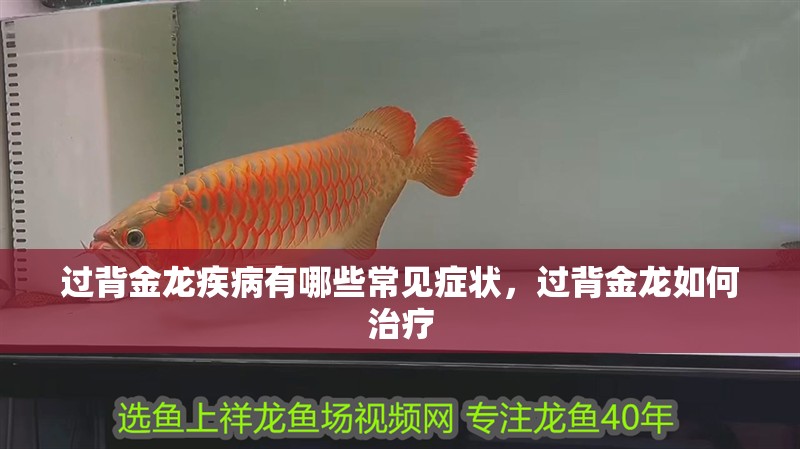 過背金龍疾病有哪些常見癥狀，過背金龍如何治療