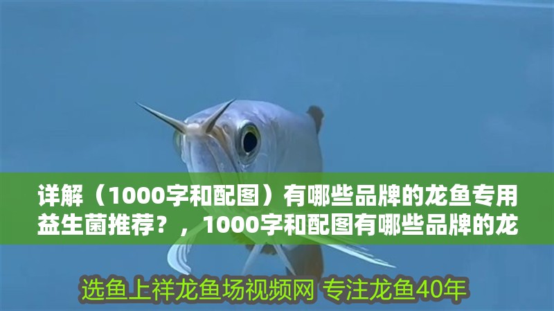 詳解（1000字和配圖）有哪些品牌的龍魚專用益生菌推薦？，1000字和配圖有哪些品牌的龍魚專用益生菌推薦