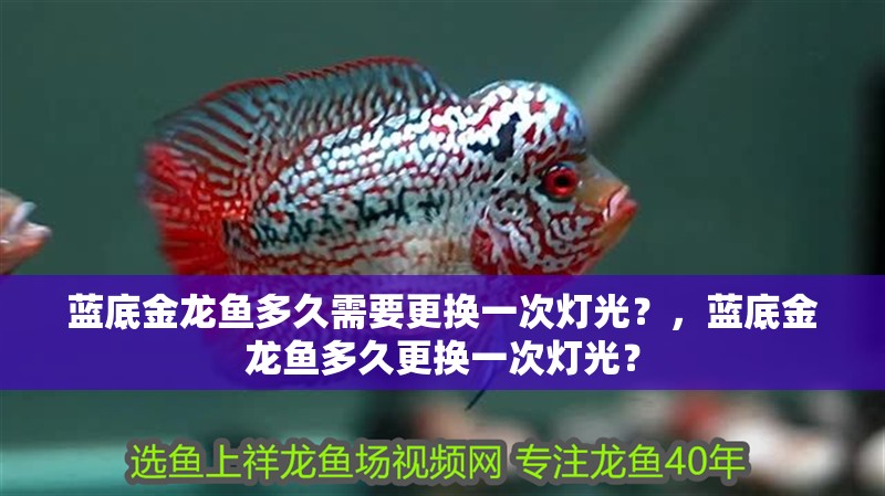 藍(lán)底金龍魚多久需要更換一次燈光？，藍(lán)底金龍魚多久更換一次燈光？