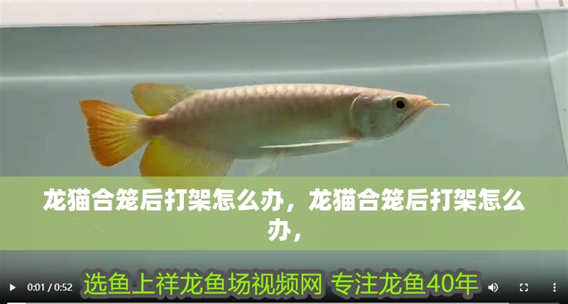 龍貓合籠后打架怎么辦，龍貓合籠后打架怎么辦，