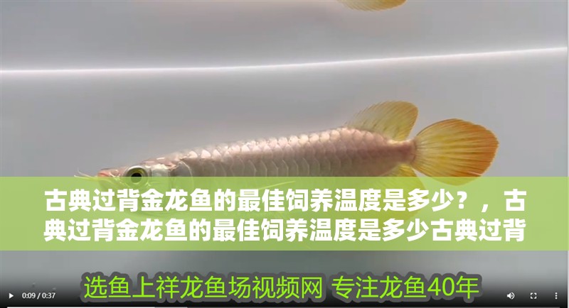古典過背金龍魚的最佳飼養(yǎng)溫度是多少？，古典過背金龍魚的最佳飼養(yǎng)溫度是多少古典過背金龍魚的最佳飼養(yǎng)溫度