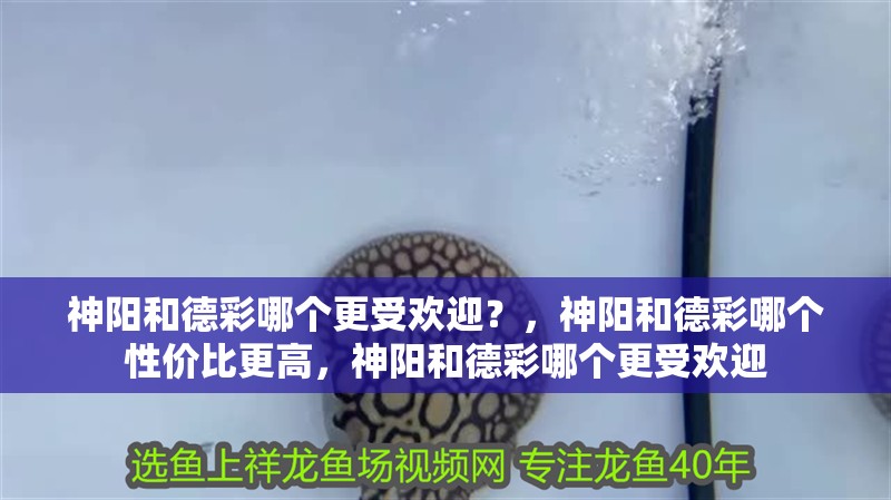 神陽和德彩哪個更受歡迎？，神陽和德彩哪個性價比更高，神陽和德彩哪個更受歡迎