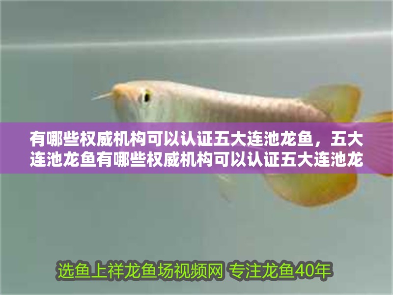 有哪些權(quán)威機構(gòu)可以認證五大連池龍魚，五大連池龍魚有哪些權(quán)威機構(gòu)可以認證五大連池龍魚