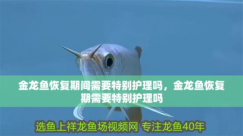 金龍魚恢復期間需要特別護理嗎，金龍魚恢復期需要特別護理嗎