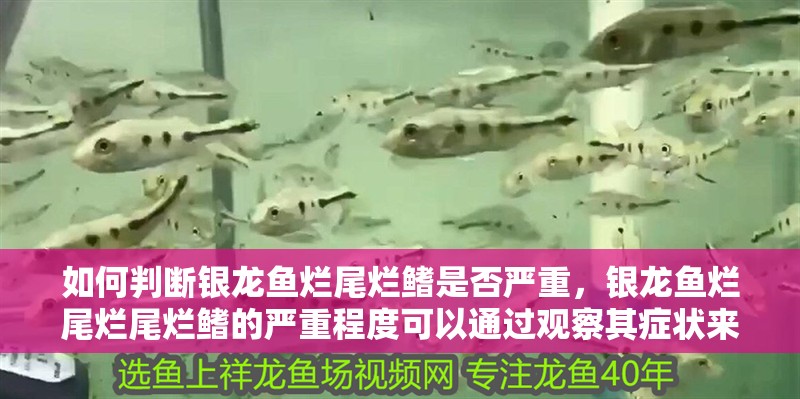 如何判斷銀龍魚爛尾爛鰭是否嚴重，銀龍魚爛尾爛尾爛鰭的嚴重程度可以通過觀察其癥狀來判斷