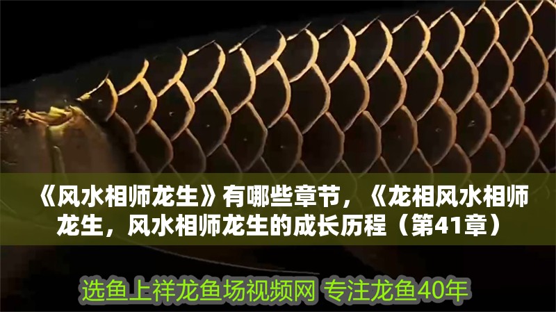《風水相師龍生》有哪些章節，《龍相風水相師龍生，風水相師龍生的成長歷程（第41章）