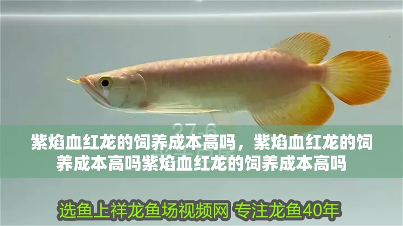 紫焰血紅龍的飼養成本高嗎，紫焰血紅龍的飼養成本高嗎紫焰血紅龍的飼養成本高嗎