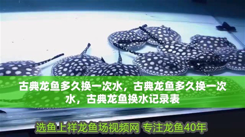 古典龍魚多久換一次水，古典龍魚多久換一次水，古典龍魚換水記錄表