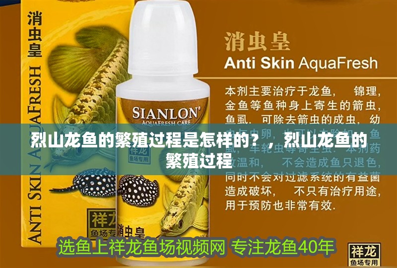 烈山龍魚的繁殖過程是怎樣的？，烈山龍魚的繁殖過程