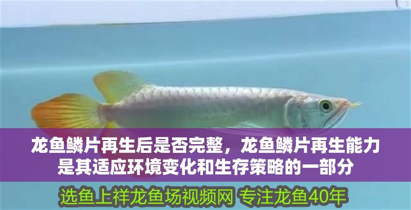 龍魚鱗片再生后是否完整，龍魚鱗片再生能力是其適應環境變化和生存策略的一部分