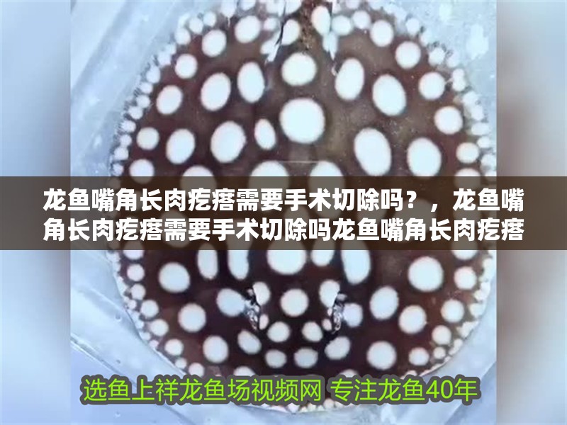 龍魚嘴角長肉疙瘩需要手術切除嗎？，龍魚嘴角長肉疙瘩需要手術切除嗎龍魚嘴角長肉疙瘩需要手術切除嗎