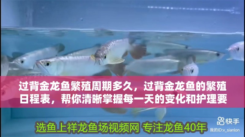 過背金龍魚繁殖周期多久，過背金龍魚的繁殖日程表，幫你清晰掌握每一天的變化和護理要點