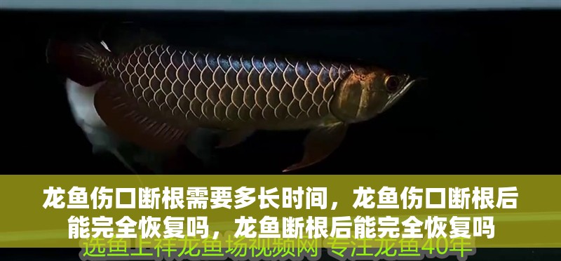 龍魚傷口斷根需要多長時間，龍魚傷口斷根后能完全恢復嗎，龍魚斷根后能完全恢復嗎