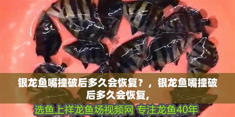 銀龍魚嘴撞破后多久會恢復(fù)？，銀龍魚嘴撞破后多久會恢復(fù),