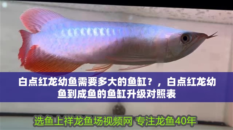 白點紅龍幼魚需要多大的魚缸？，白點紅龍幼魚到成魚的魚缸升級對照表