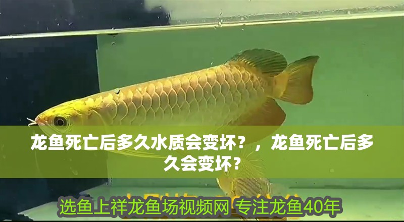 龍魚死亡后多久水質會變壞？，龍魚死亡后多久會變壞？