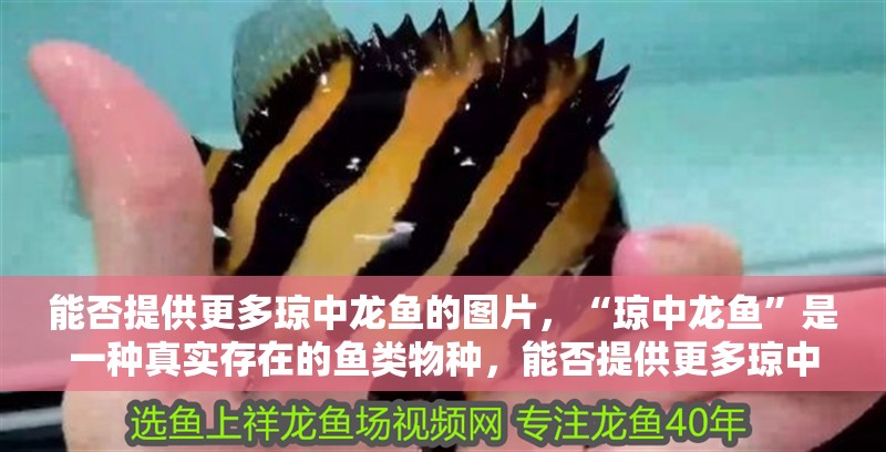 能否提供更多瓊中龍魚的圖片，“瓊中龍魚”是一種真實存在的魚類物種，能否提供更多瓊中龍魚圖片