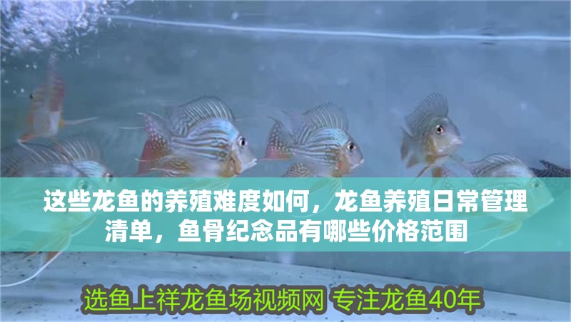 這些龍魚的養(yǎng)殖難度如何，龍魚養(yǎng)殖日常管理清單，魚骨紀(jì)念品有哪些價格范圍