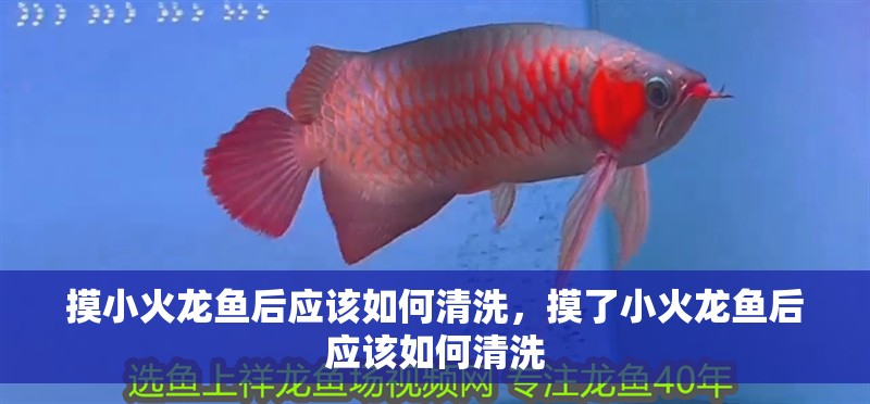 摸小火龍魚后應該如何清洗，摸了小火龍魚后應該如何清洗